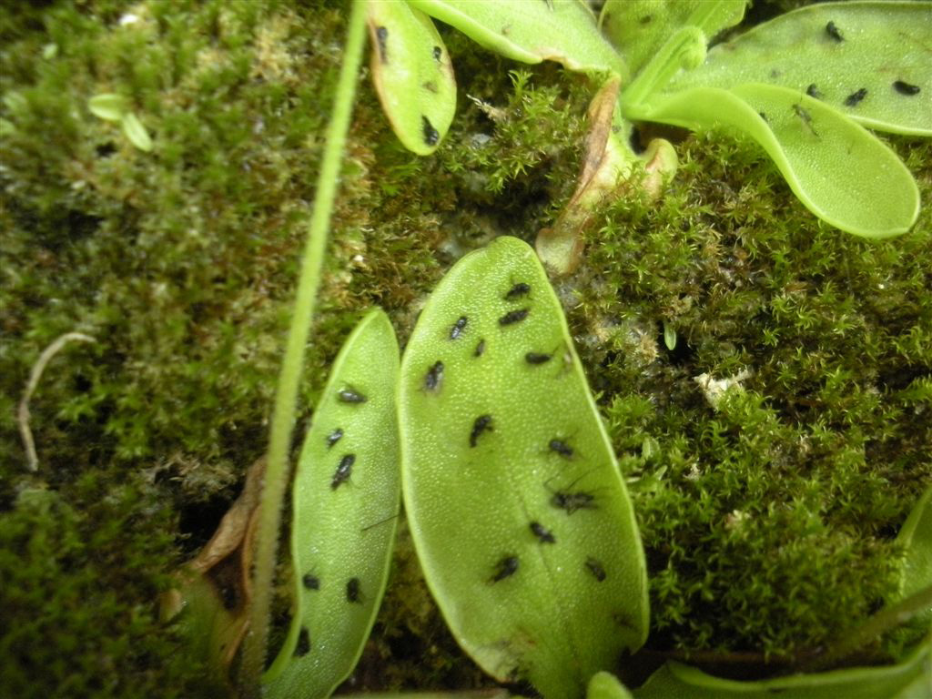 Pinguicula hirtiflora Ten. / Pinguicola a fiori irti